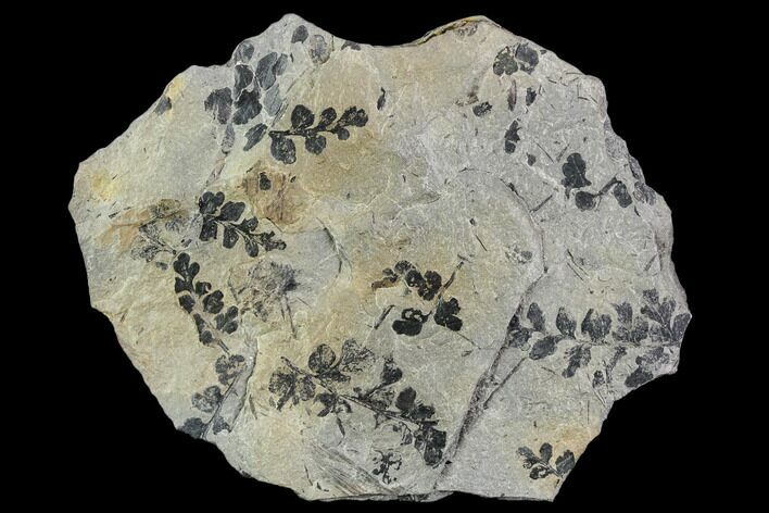 Pennsylvanian Fossil Fern (Eusphenopteris) Plate - Kentucky #112647